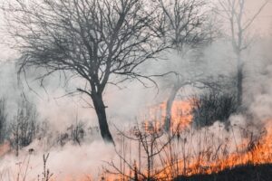 Bushfire scene