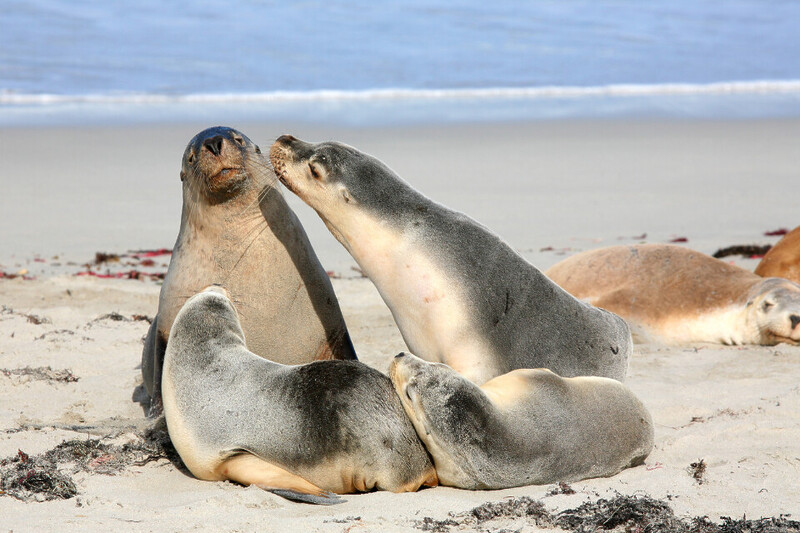 Seals basking by the ocean at Kangaroo Island