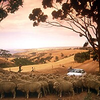 View of sheep in dry paddock on Kangaroo Island.