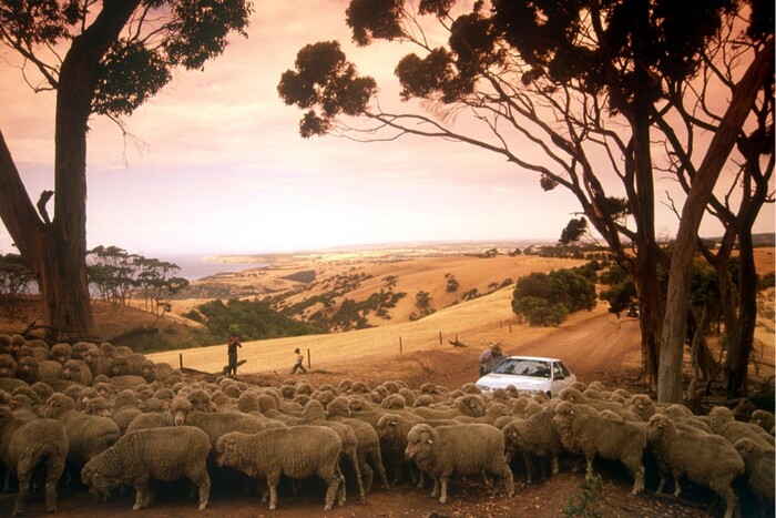 View of sheep in dry paddock on Kangaroo Island.