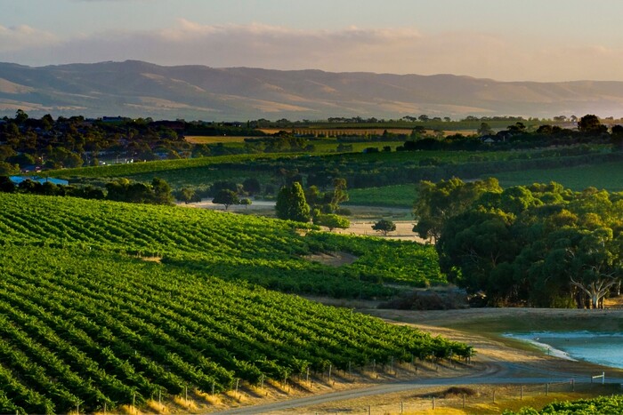 View over McLaren Vale vineyards