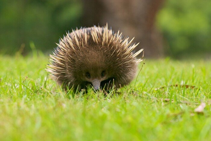 An echidna walking on grass